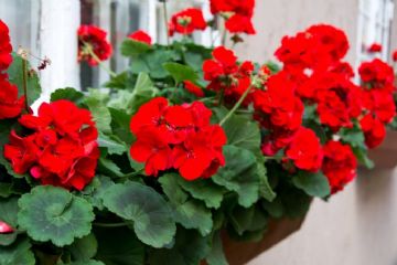 Fiori