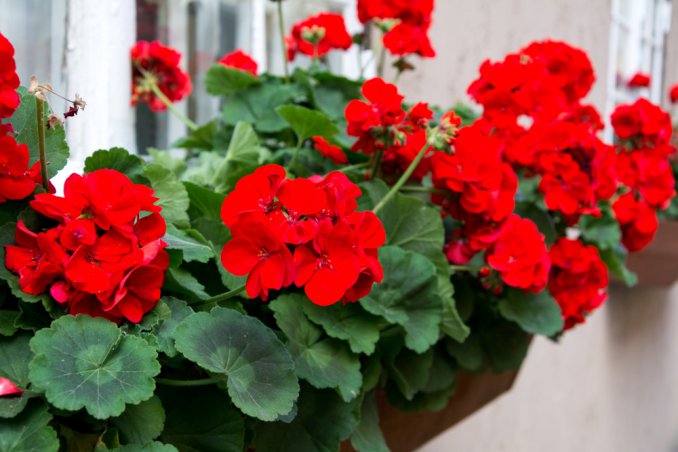 Fiori